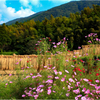 田圃の秋桜