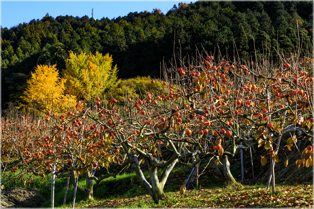 晩秋の柿畑