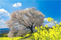 馬場の一本桜3-2