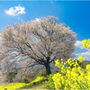 馬場の一本桜3-2