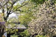 名島門と八重桜