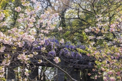 八重桜と藤の花