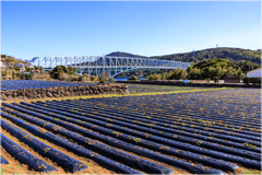 じゃがいも畑Ⅱ