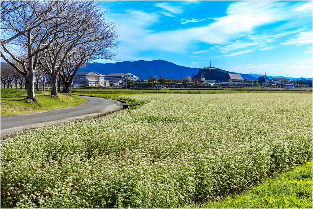 いつかの蕎麦の花