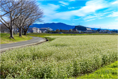 いつかの蕎麦の花