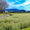 いつかの蕎麦の花