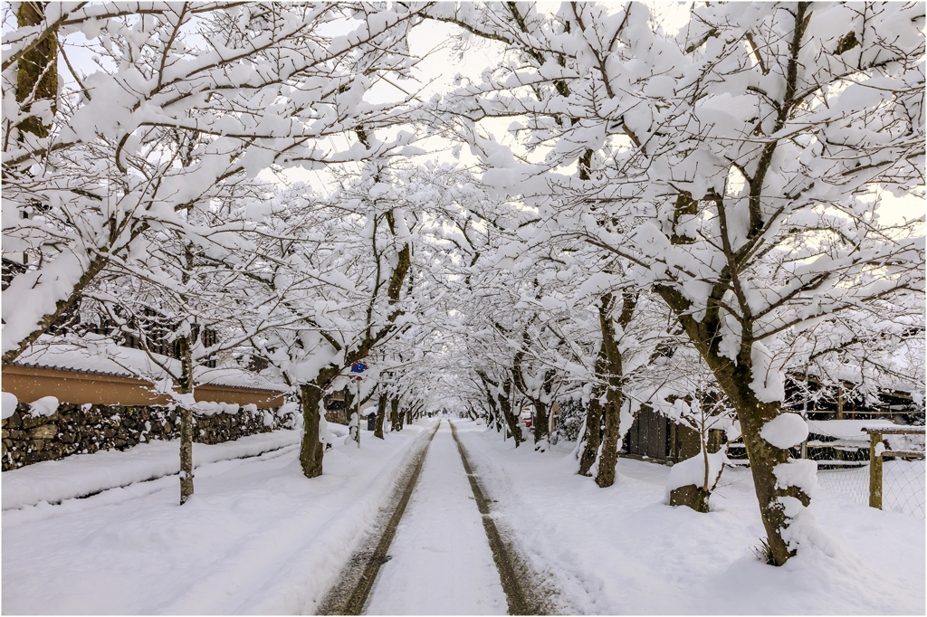 雪降る秋月