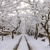 雪降る秋月