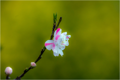 花桃2