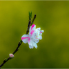 花桃2