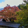 紅葉狩り