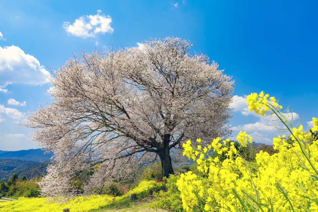 馬場の山桜