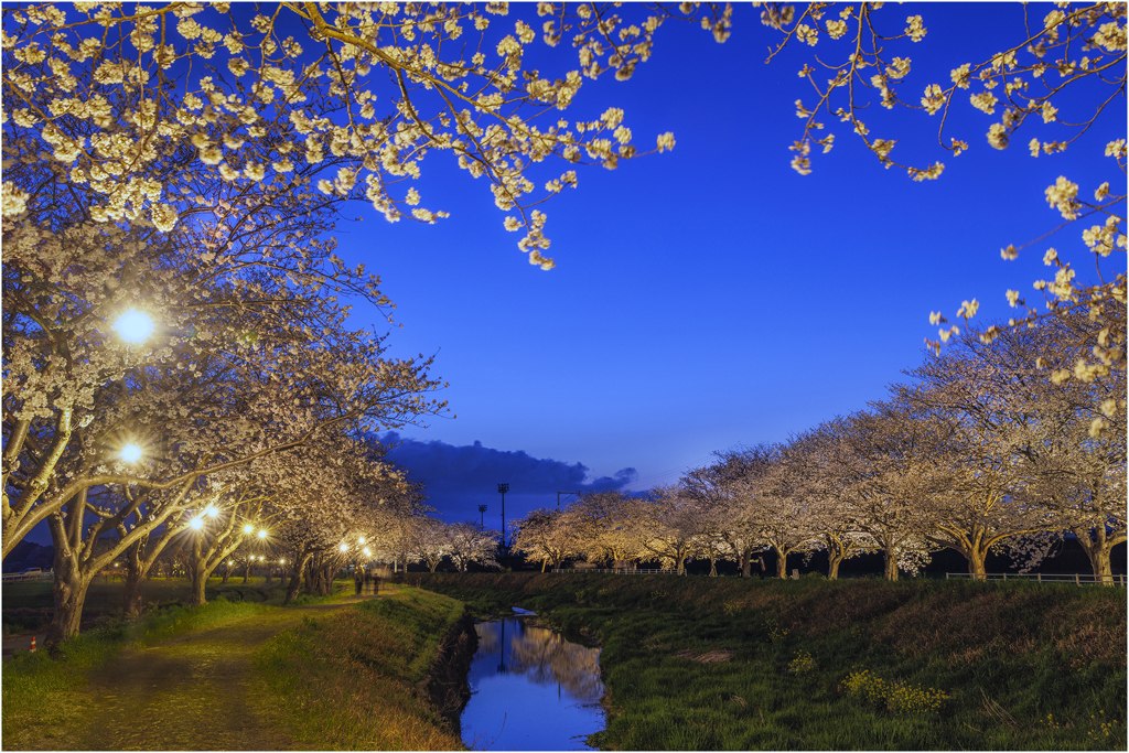 夜桜2