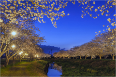 夜桜2
