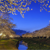 夜桜2
