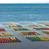 有明海の海苔網2