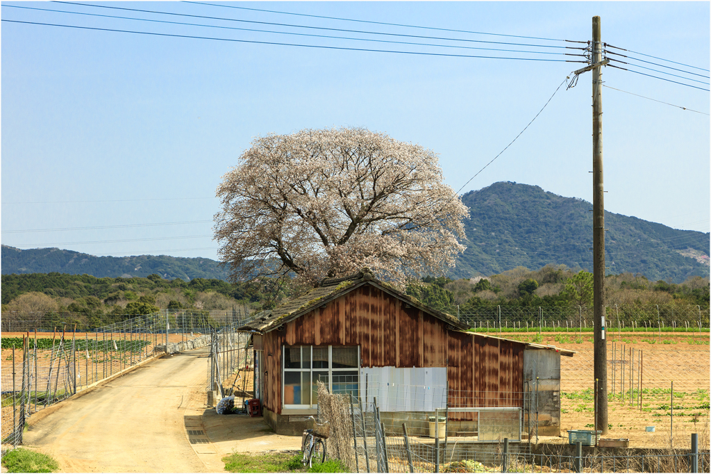 一本桜に魅せられて（大ヶ原の黄金桜）3
