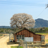 一本桜に魅せられて（大ヶ原の黄金桜）3
