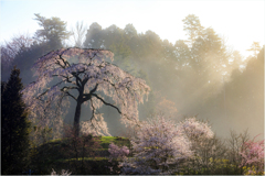 一本桜に魅せられて（与一野のしだれ桜）3