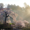 一本桜に魅せられて（与一野のしだれ桜）3