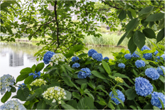 紫陽花の季節