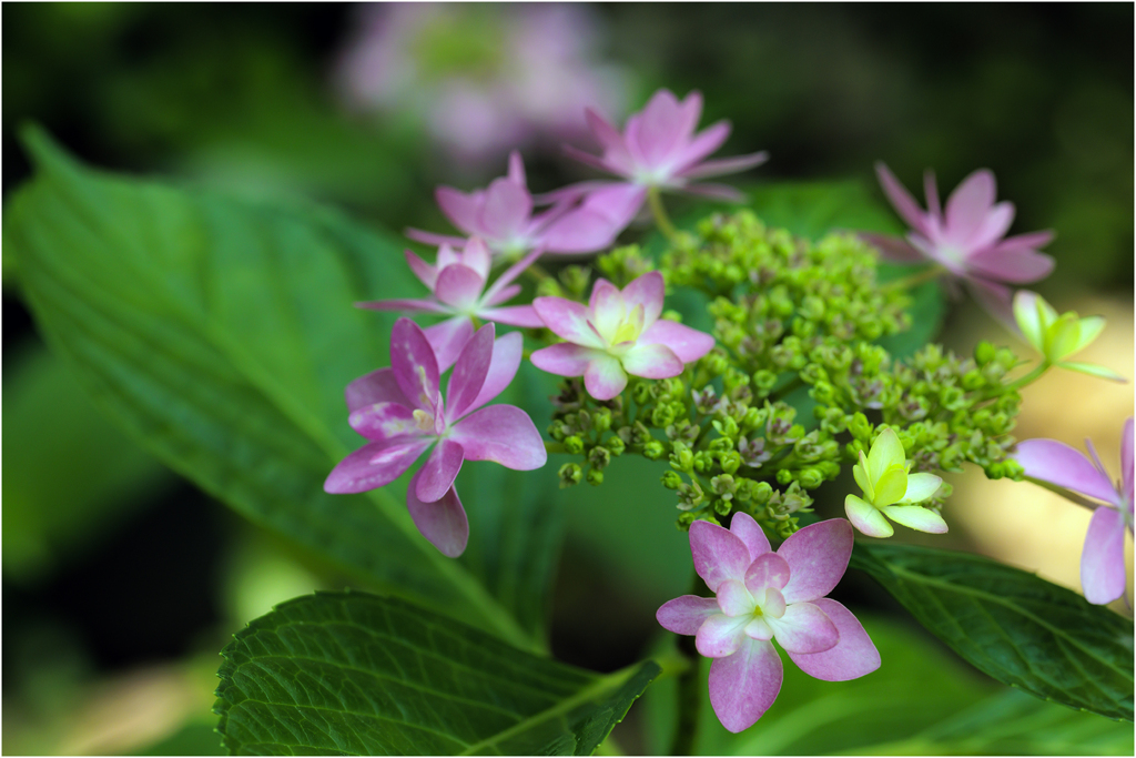 初夏の紫陽花