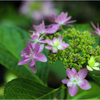 初夏の紫陽花