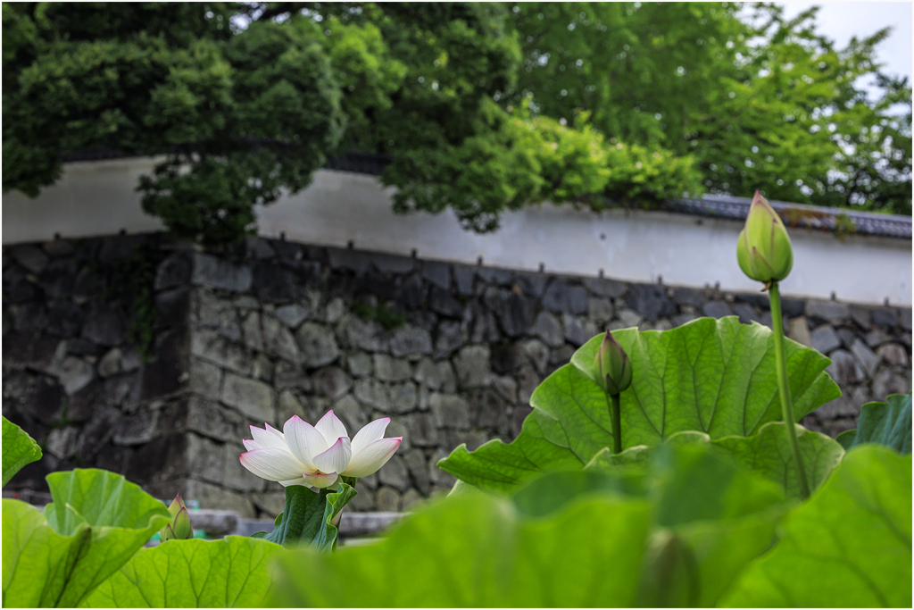 城址の蓮
