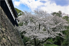 福岡城址の桜3