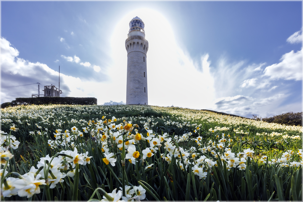 角島灯台と水仙2