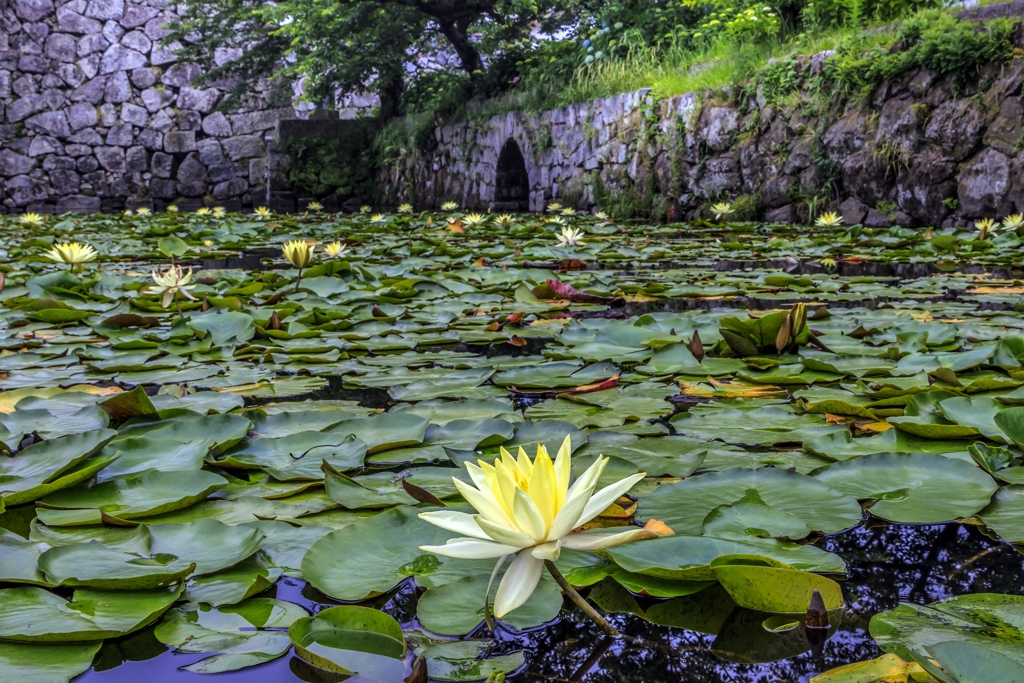 睡蓮花