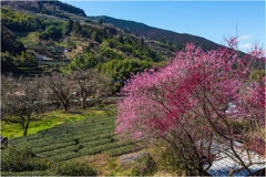 早春の里山