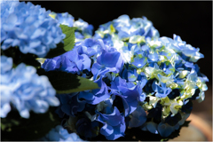 色付く紫陽花