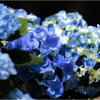色付く紫陽花