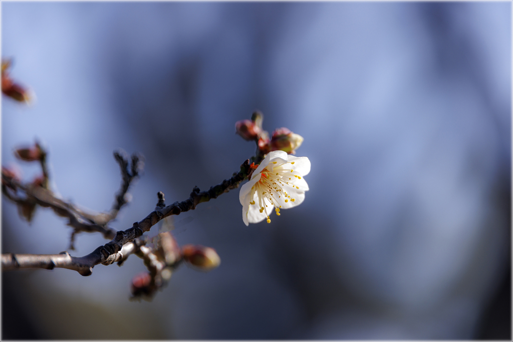 梅咲く頃