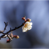 梅咲く頃