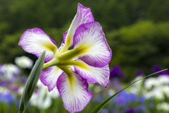 花菖蒲