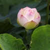 蕾Ⅰ
