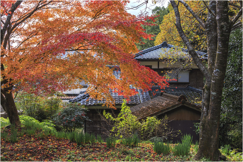 晩秋の里山3