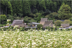 美山茅葺の里1