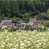 美山茅葺の里1