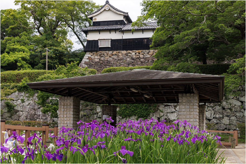 福岡城址の花菖蒲2