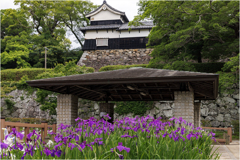 福岡城址の花菖蒲2