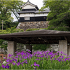 福岡城址の花菖蒲2