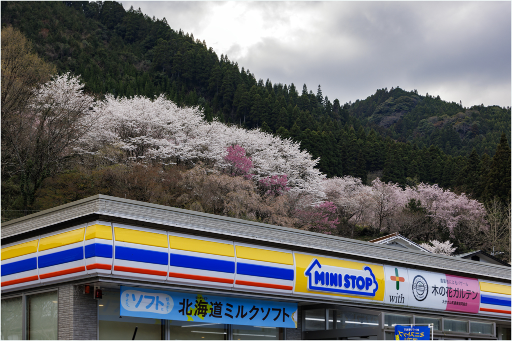 桜のある風景