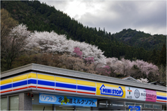 桜のある風景