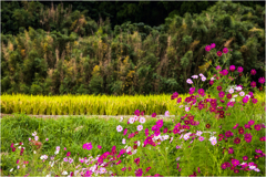 田圃と秋桜