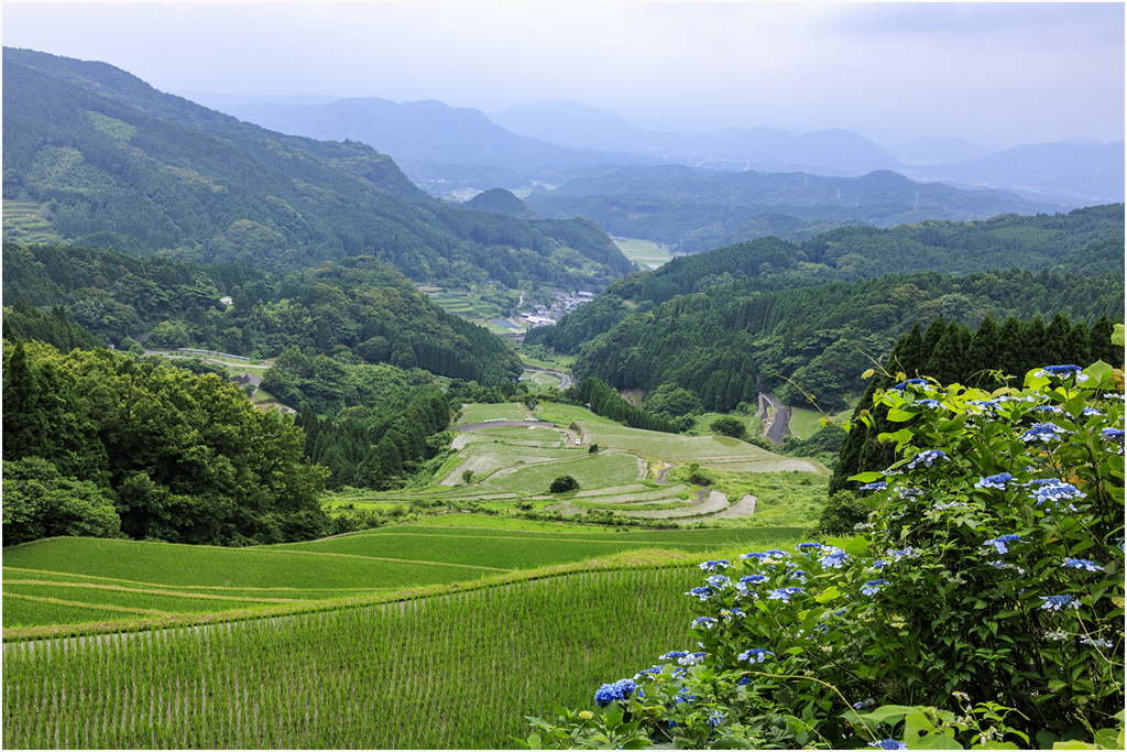 初夏の棚田
