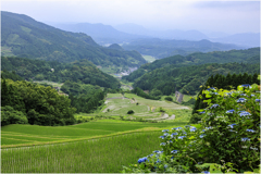 初夏の棚田