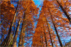 秋のメタセコイヤ2